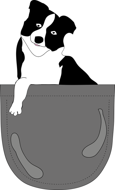 Zsebben - Border collie