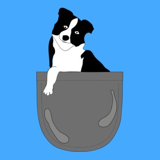 Zsebben - Border collie